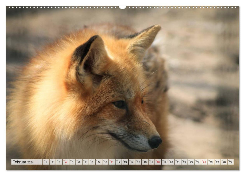 Wildtiere. Heimische Schönheiten (CALVENDO Wandkalender 2024)