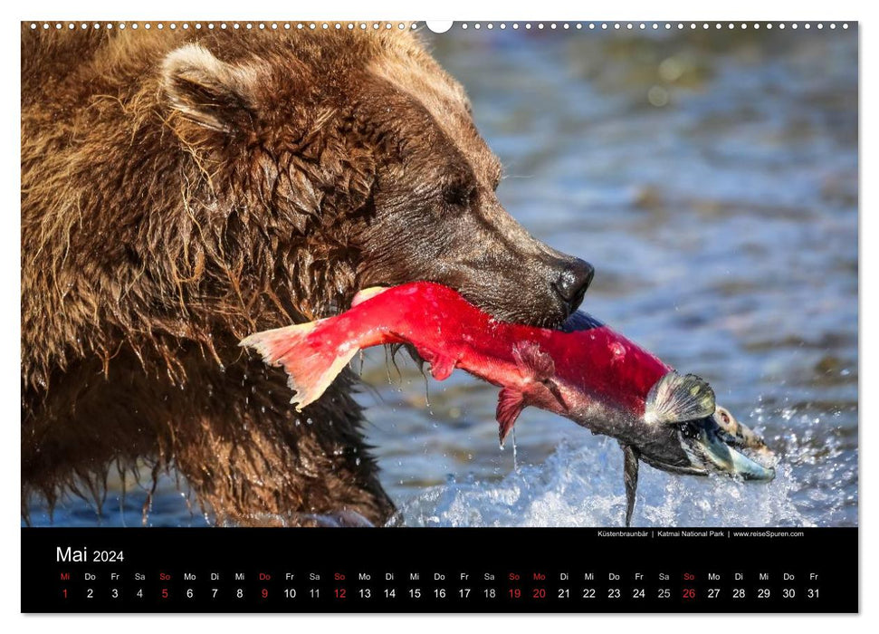 Alaska 2024 Wildes Land am Ende der Welt (CALVENDO Wandkalender 2024)
