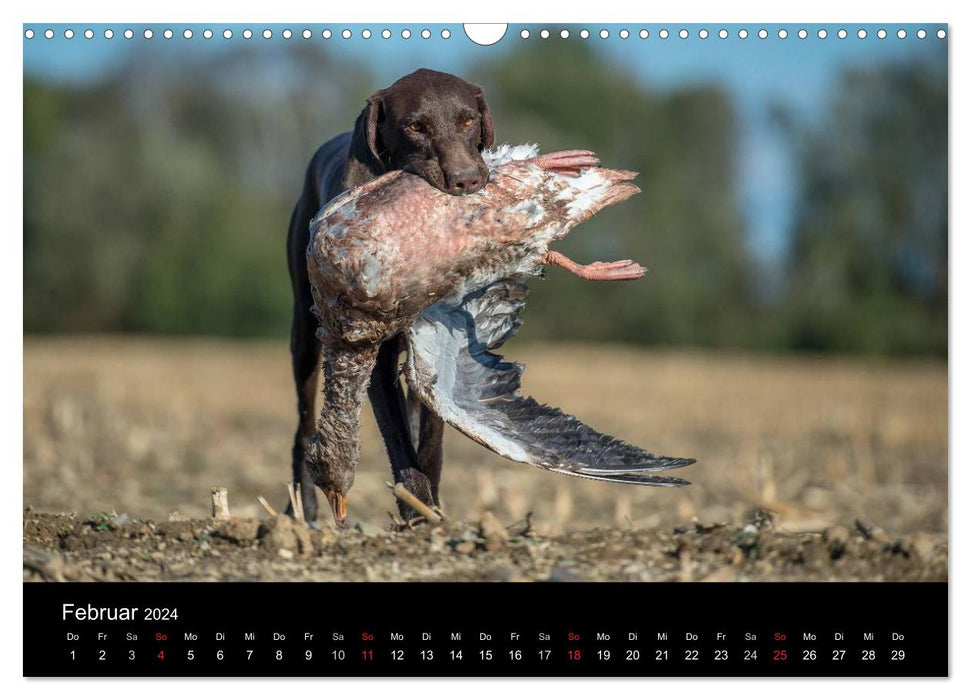 Chiens de chasse au travail (Calendrier mural CALVENDO 2024) 