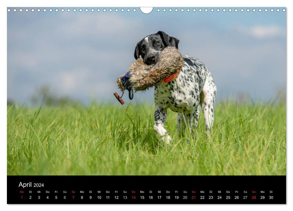 Chiens de chasse au travail (Calendrier mural CALVENDO 2024) 