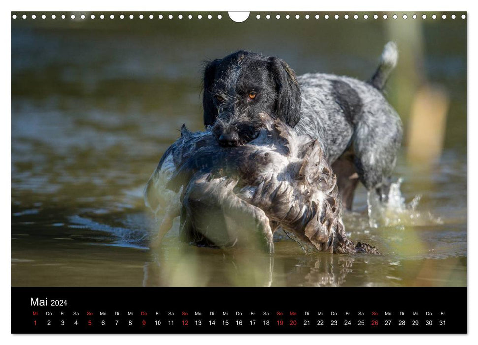 Chiens de chasse au travail (Calendrier mural CALVENDO 2024) 