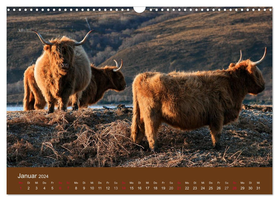 Schottische Hochlandrinder - Highland Cattle (CALVENDO Wandkalender 2024)