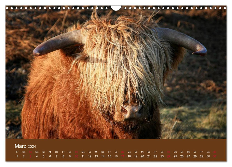 Schottische Hochlandrinder - Highland Cattle (CALVENDO Wandkalender 2024)