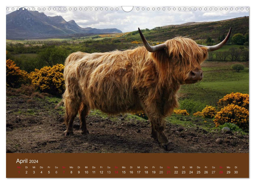 Schottische Hochlandrinder - Highland Cattle (CALVENDO Wandkalender 2024)