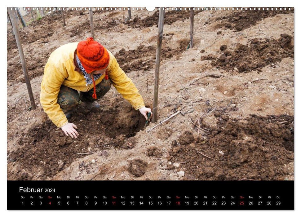 Das Jahr im Weinberg (CALVENDO Wandkalender 2024)