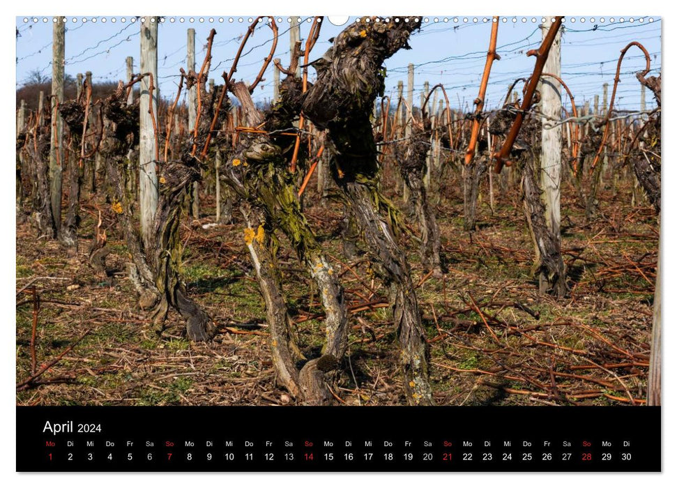 L'année dans la vigne (calendrier mural CALVENDO 2024) 
