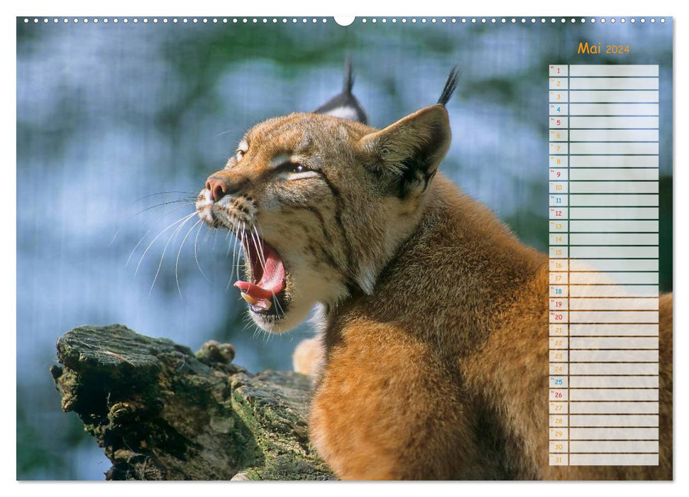 Tiere des Waldes (CALVENDO Wandkalender 2024)
