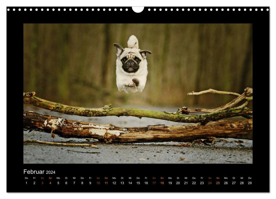 Der Feldfurchen-Mops (CALVENDO Wandkalender 2024)