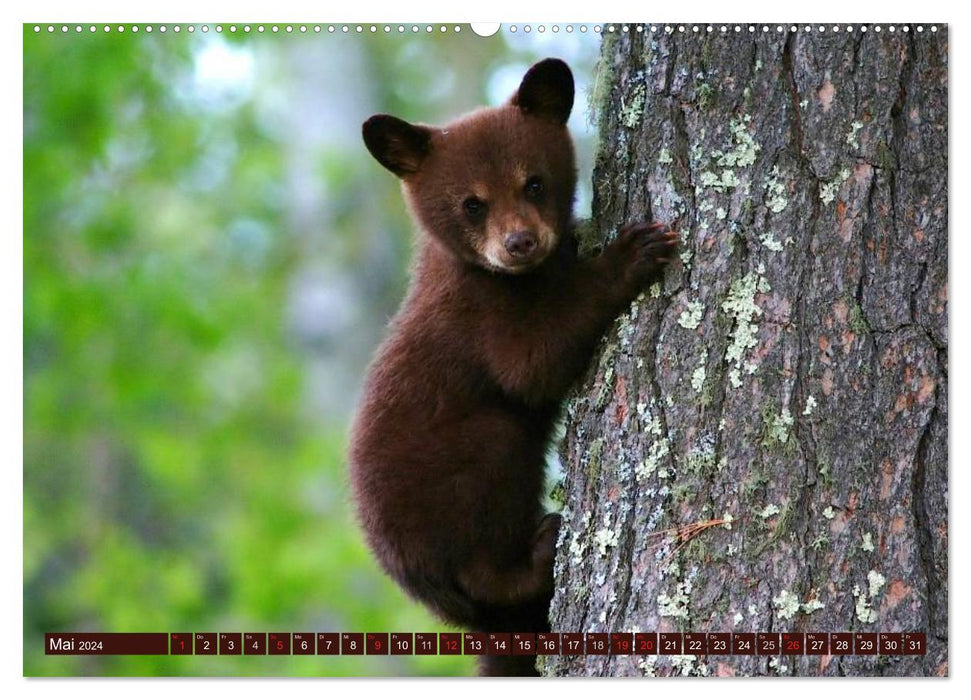 Bären (CALVENDO Premium Wandkalender 2024)