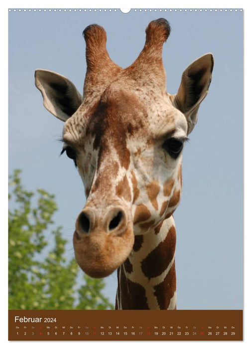 Giraffen (CALVENDO Premium Wandkalender 2024)
