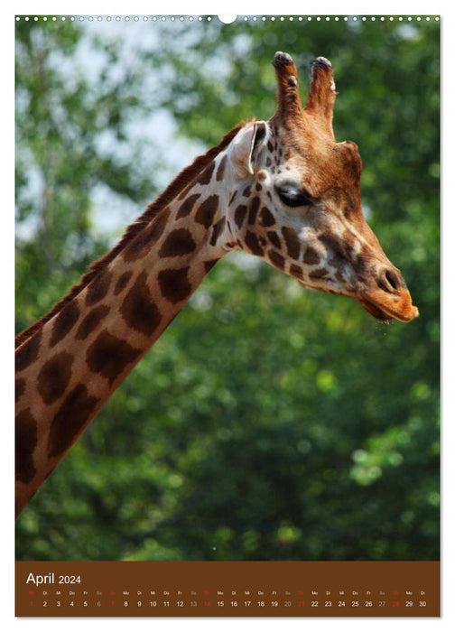 Giraffen (CALVENDO Premium Wandkalender 2024)