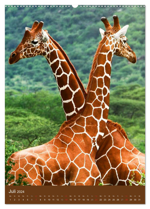 Giraffen (CALVENDO Premium Wandkalender 2024)