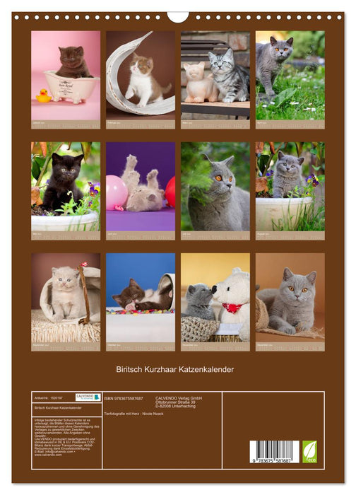 Britisch Kurzhaar Katzenkalender (CALVENDO Wandkalender 2024)