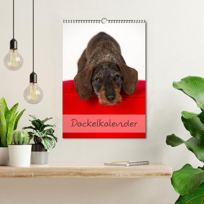 Dackel (CALVENDO Wandkalender 2024)