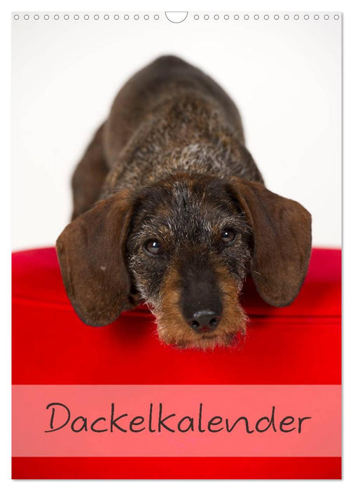 Dackel (CALVENDO Wandkalender 2024)