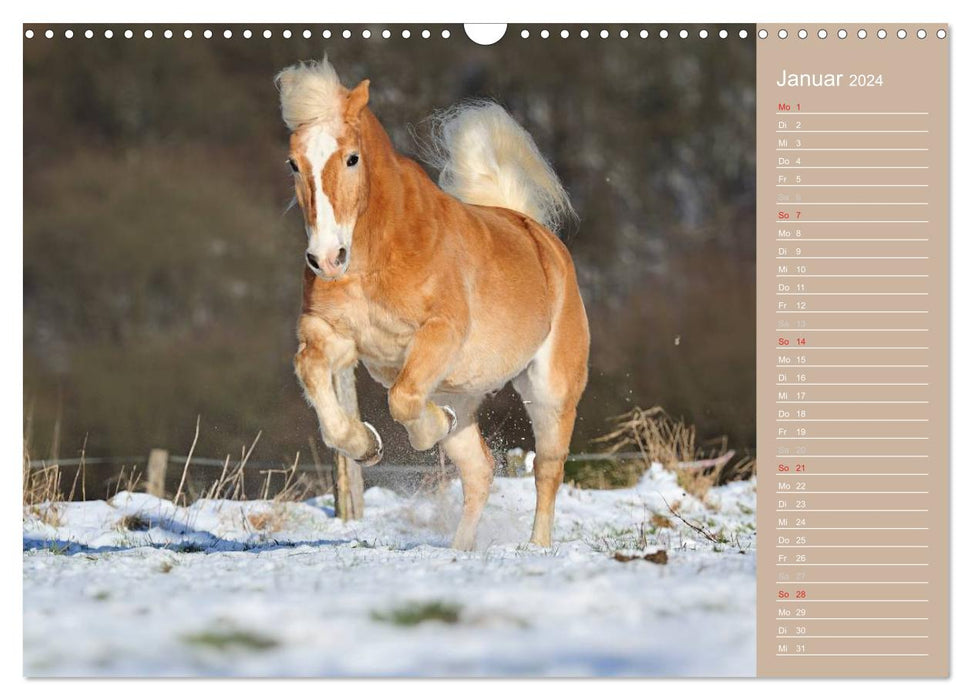 Haflinger / Geburtstagskalender (CALVENDO Wandkalender 2024)