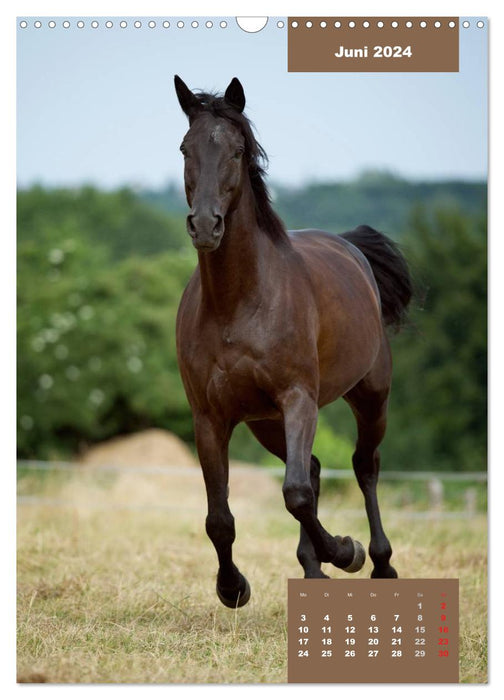 Pferdekalender (CALVENDO Wandkalender 2024)