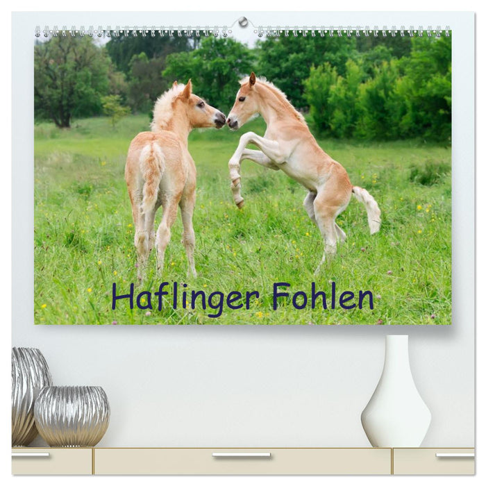 Haflinger Fohlen (CALVENDO Premium Wandkalender 2024)