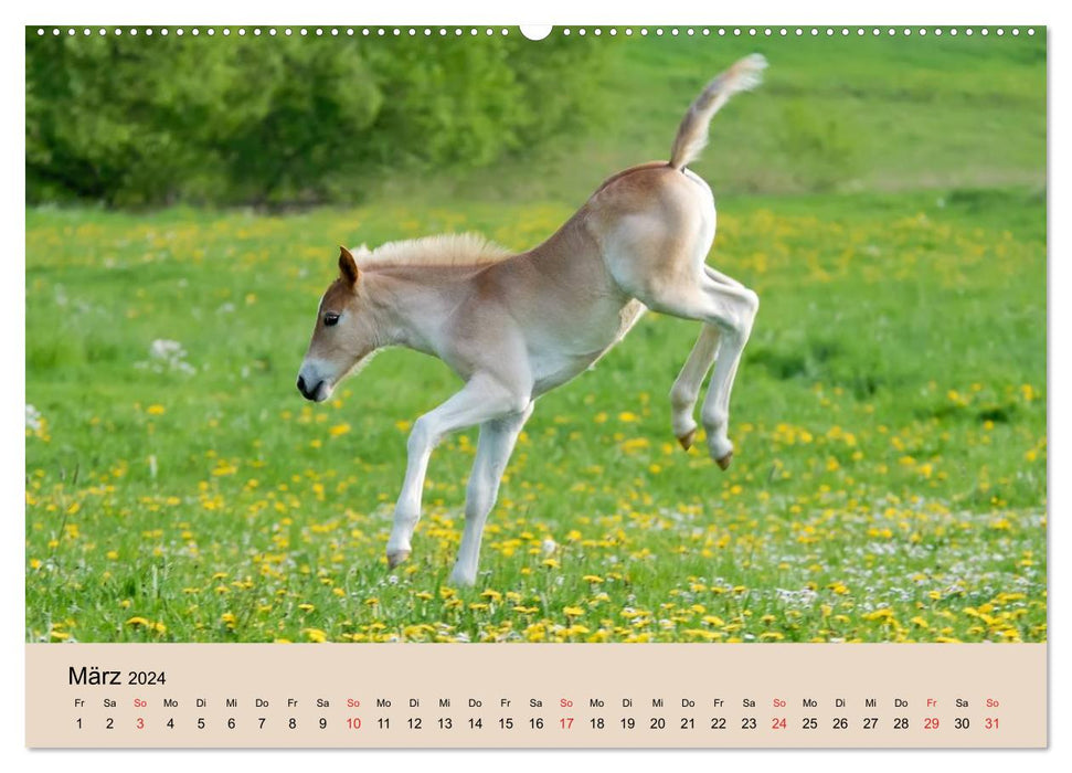 Haflinger Fohlen (CALVENDO Premium Wandkalender 2024)