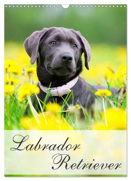 Labrador Retriever (CALVENDO Wandkalender 2024)