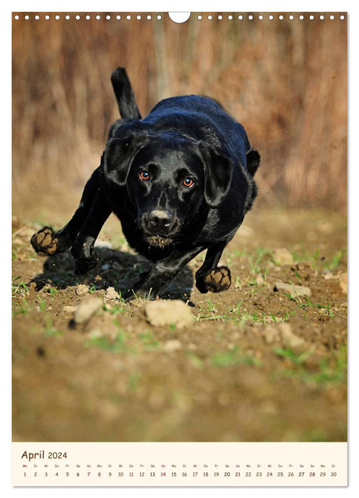 Labrador Retriever (CALVENDO Wandkalender 2024)