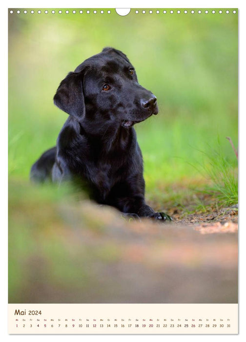 Labrador Retriever (CALVENDO Wandkalender 2024)