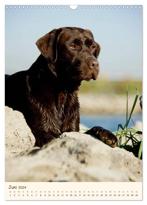 Labrador Retriever (CALVENDO Wandkalender 2024)