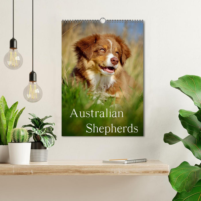 Australian Shepherds (CALVENDO Wandkalender 2024)