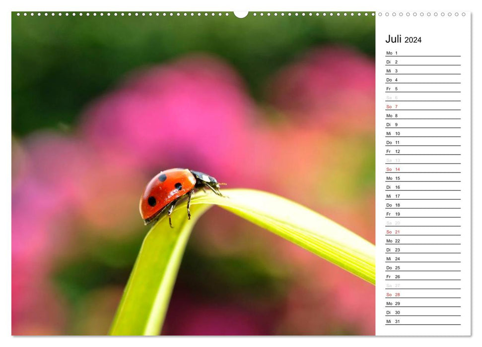 Marienkäfer 2024 (CALVENDO Premium Wandkalender 2024)