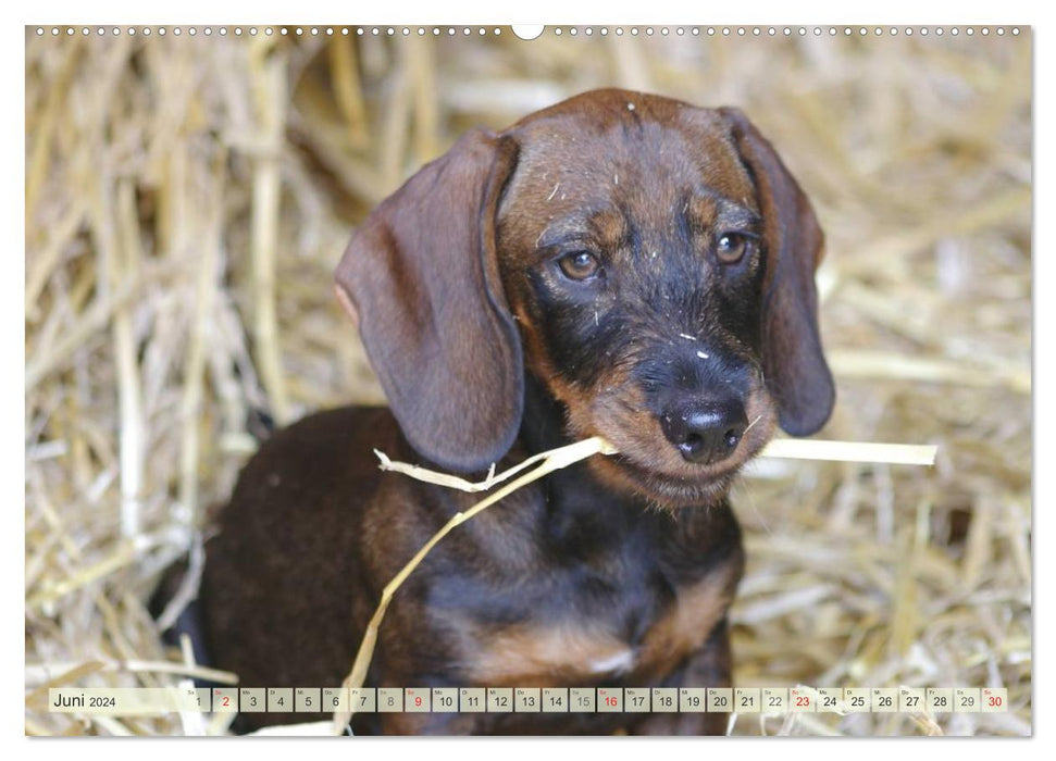 Liebenswerte Rabauken Rauhaardackel / CH-Version (CALVENDO Wandkalender 2024)