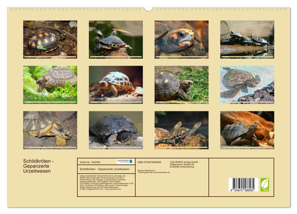 Schildkröten - Gepanzerte Urzeitwesen (CALVENDO Premium Wandkalender 2024)