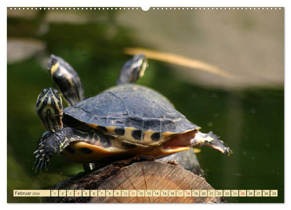 Tortues – Créatures préhistoriques blindées (Calvendo Premium Wall Calendar 2024) 