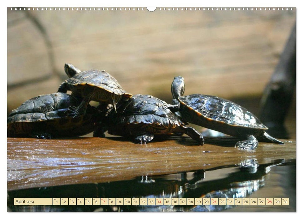 Schildkröten - Gepanzerte Urzeitwesen (CALVENDO Premium Wandkalender 2024)