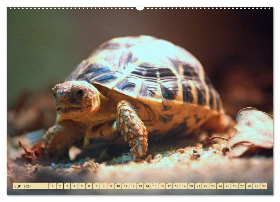 Tortues – Créatures préhistoriques blindées (Calvendo Premium Wall Calendar 2024) 