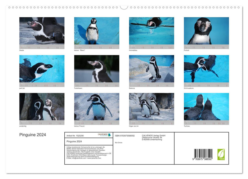 Pingouins 2024 (Calvendo Premium Calendrier mural 2024) 