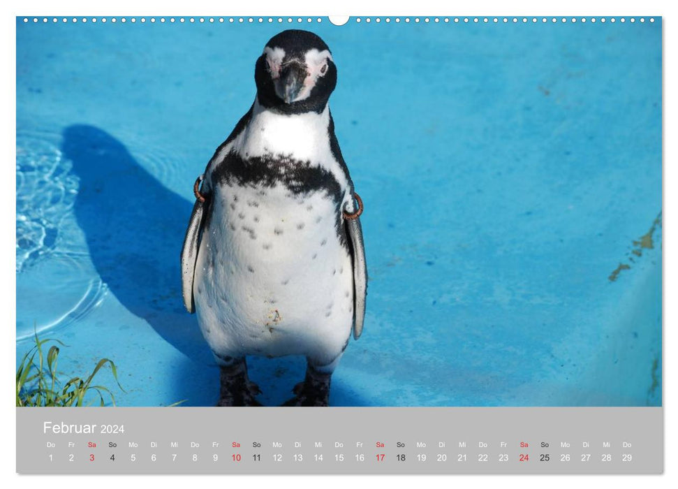 Pinguine 2024 (CALVENDO Premium Wandkalender 2024)