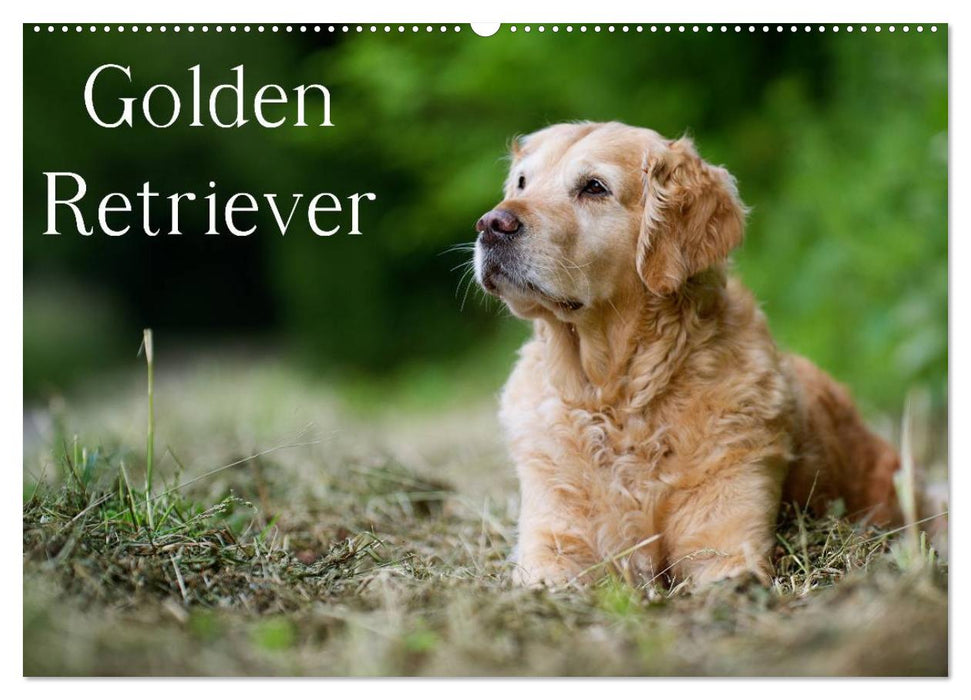 Golden Retriever (Calendrier mural CALVENDO 2024) 