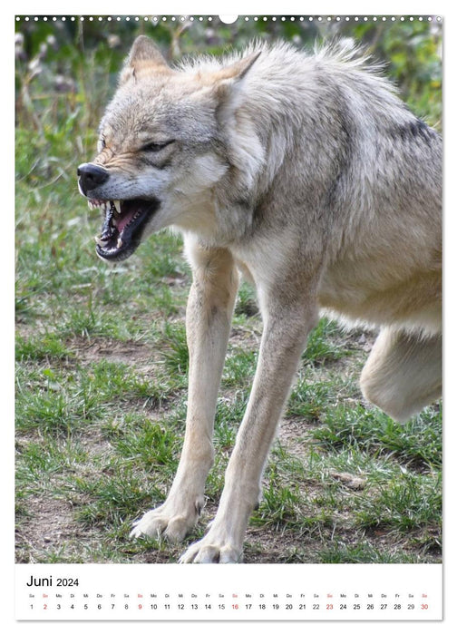 Wolf-Gesichter (CALVENDO Wandkalender 2024)