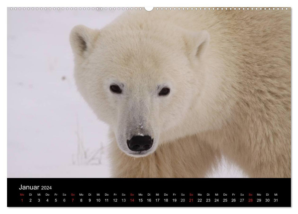 Arktische Träume - Eisbären in Kanada (CALVENDO Wandkalender 2024)