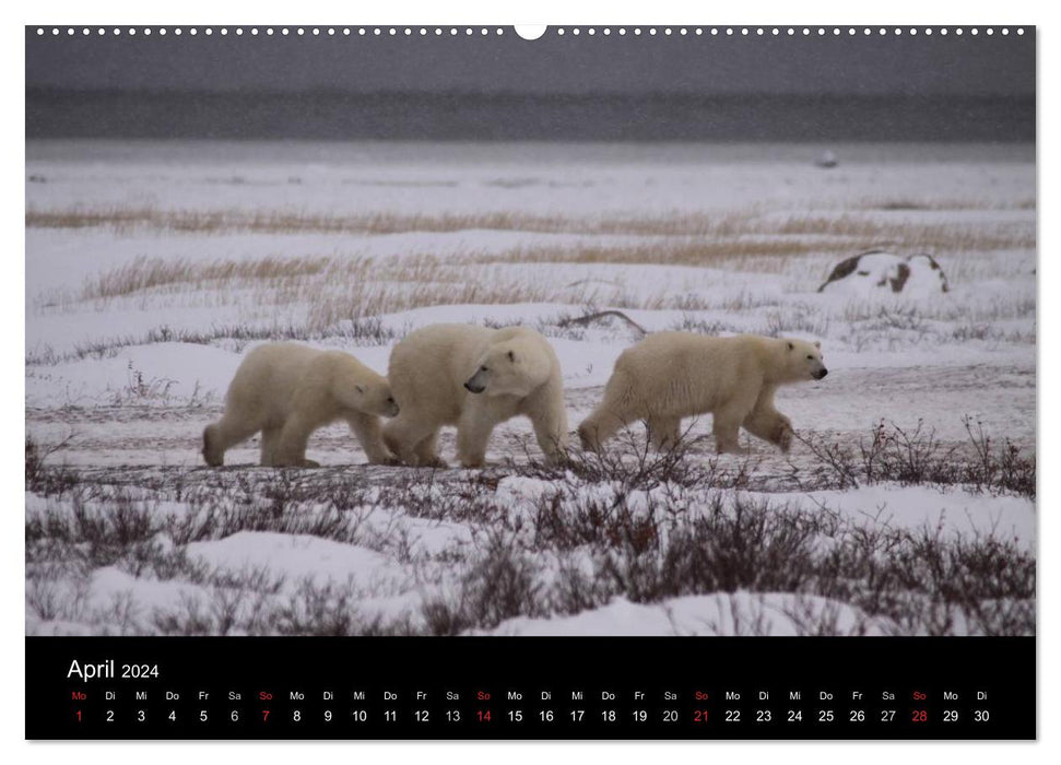 Arktische Träume - Eisbären in Kanada (CALVENDO Wandkalender 2024)