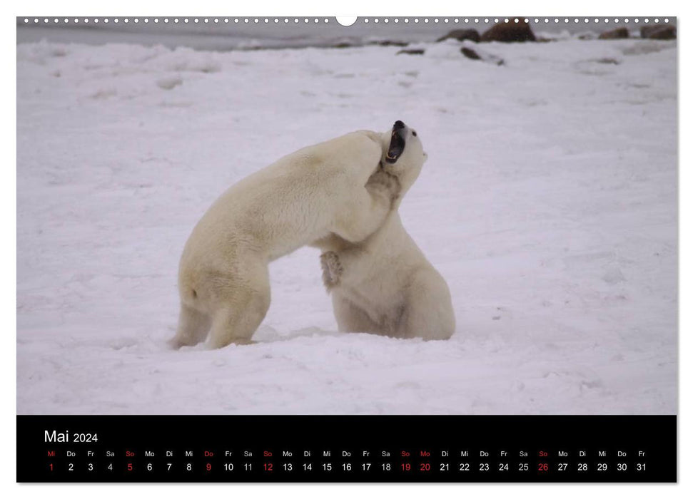 Arktische Träume - Eisbären in Kanada (CALVENDO Wandkalender 2024)