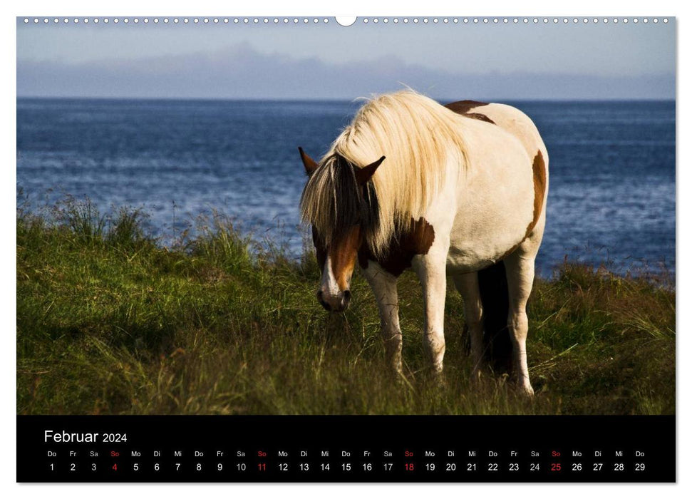 Islandpferde (CALVENDO Wandkalender 2024)