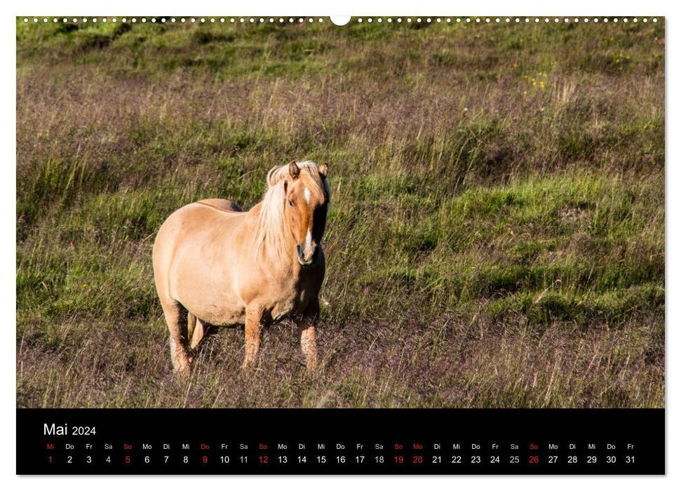 Islandpferde (CALVENDO Wandkalender 2024)