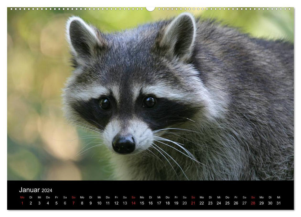 Waschbären (CALVENDO Premium Wandkalender 2024)