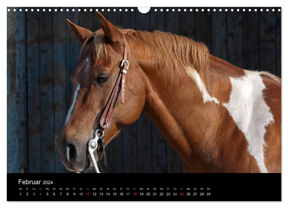 Pferdekalender (CALVENDO Wandkalender 2024)