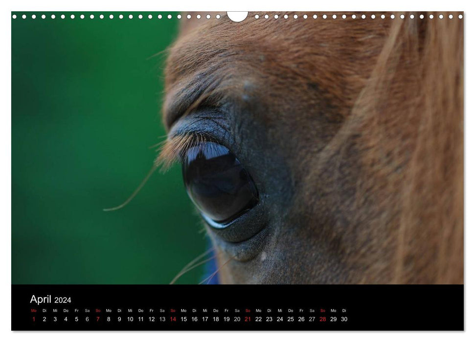 Pferdekalender (CALVENDO Wandkalender 2024)