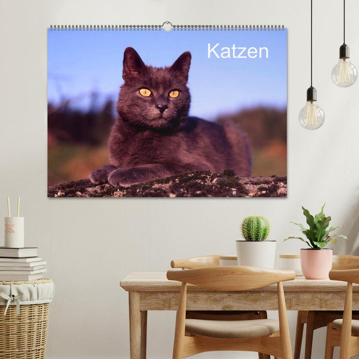 Katzen (CALVENDO Wandkalender 2024)