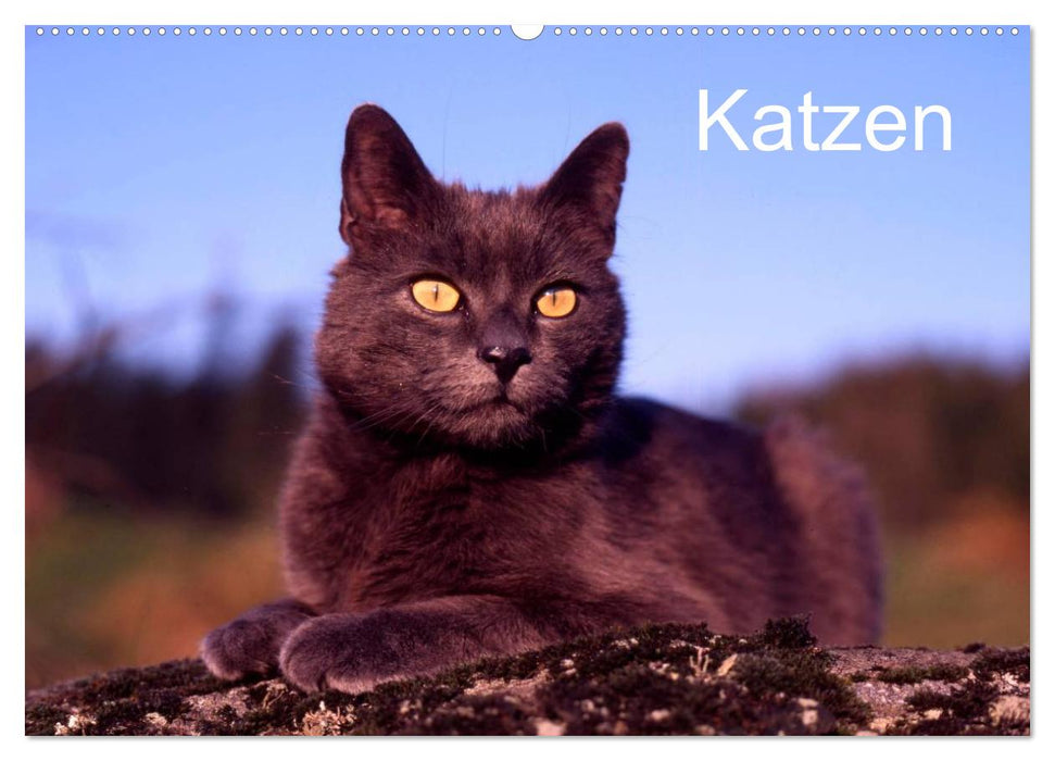 Katzen (CALVENDO Wandkalender 2024)