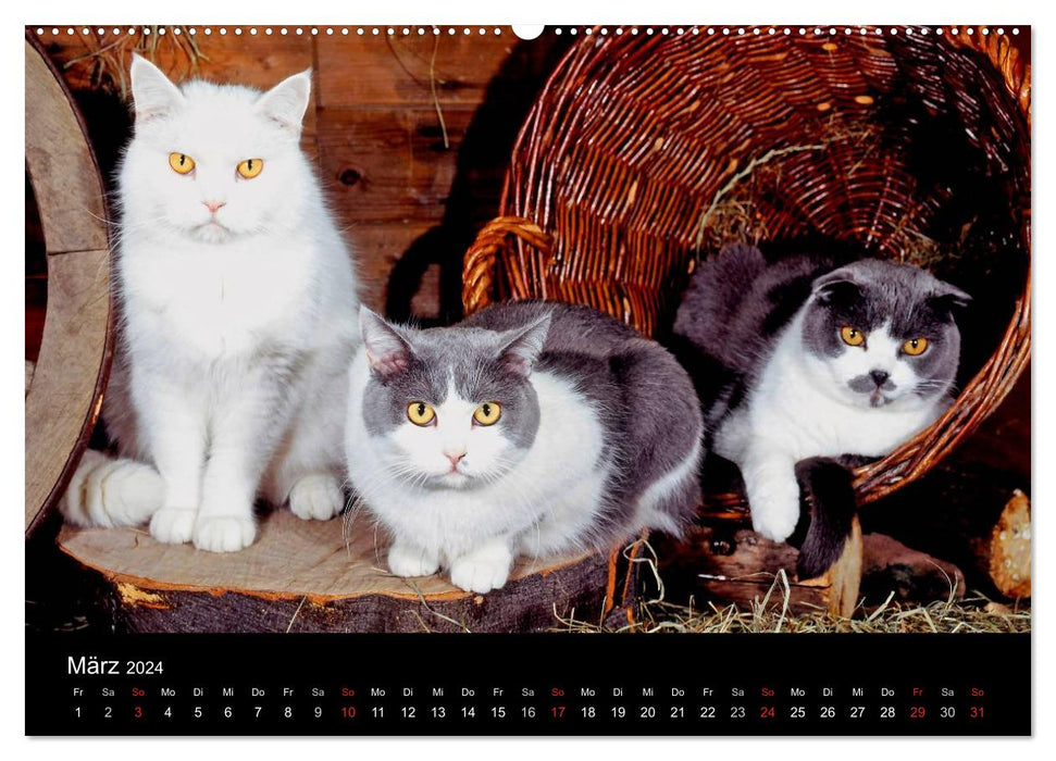 Katzen (CALVENDO Wandkalender 2024)