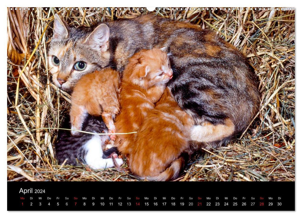 Katzen (CALVENDO Wandkalender 2024)